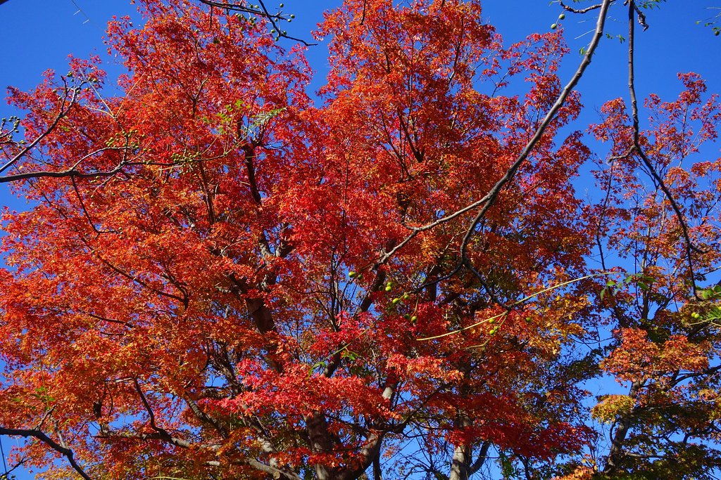 紅葉のカエデ