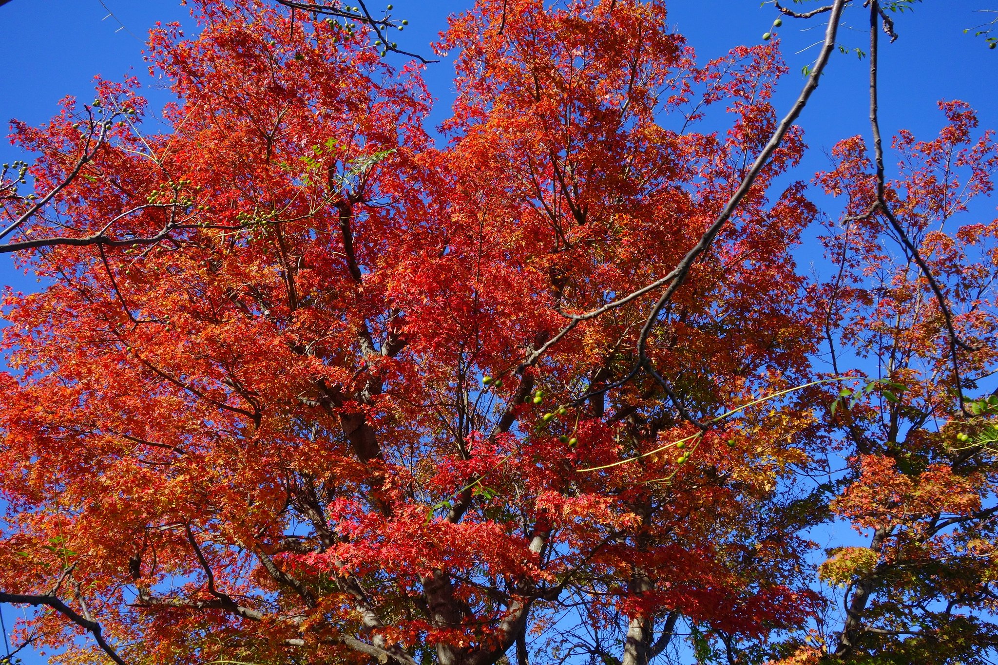 紅葉のカエデ
