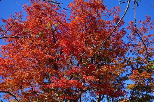 紅葉のカエデ
