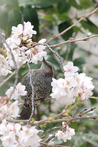 桜ヒヨ