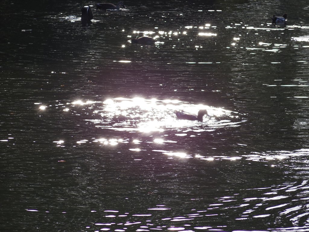 秋の輝き#2