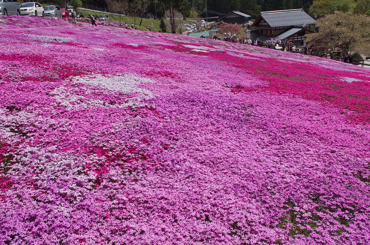 国田さん家の芝桜