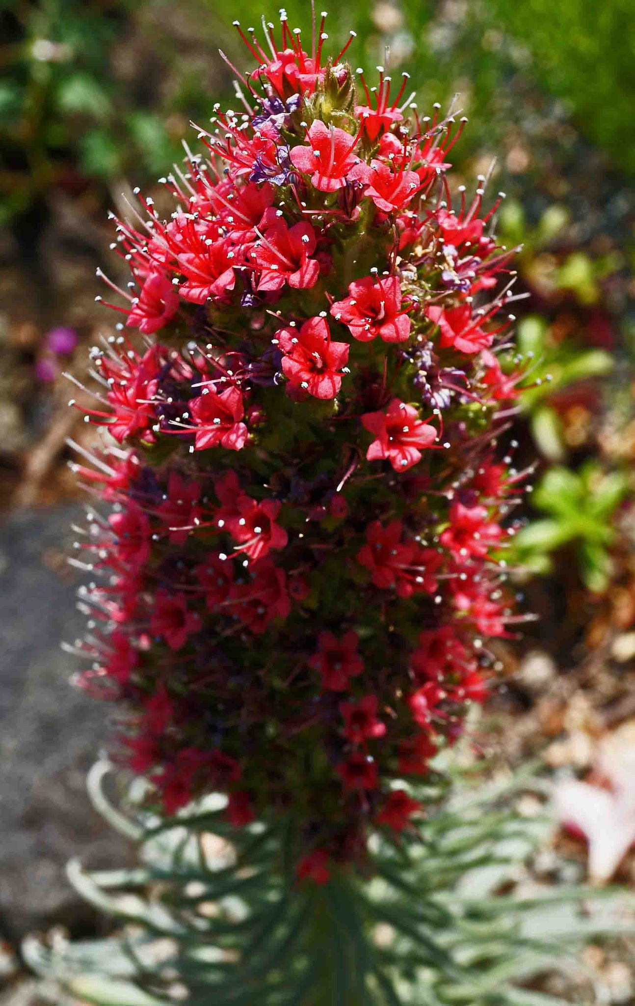 「はてなの花」
