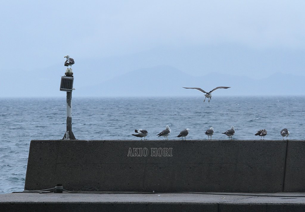小さな島の埠頭にて。