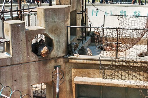 京都動物園のサル