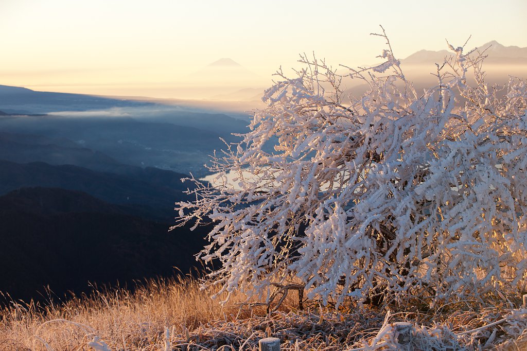氷の花