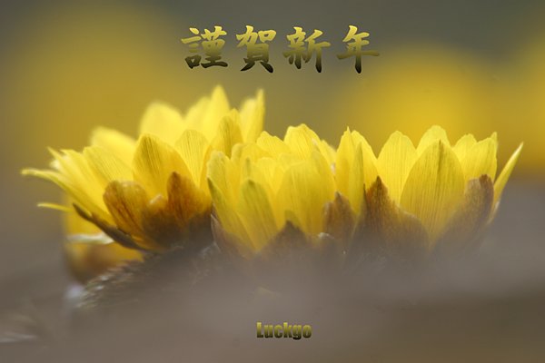 新年