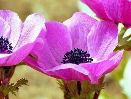 アネモネが開花しました。