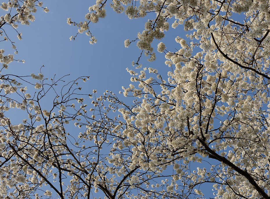 桜Ⅱ