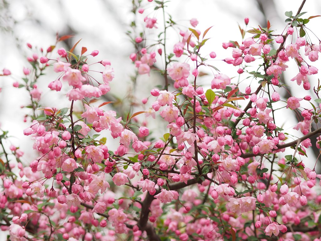 六義園の花海棠