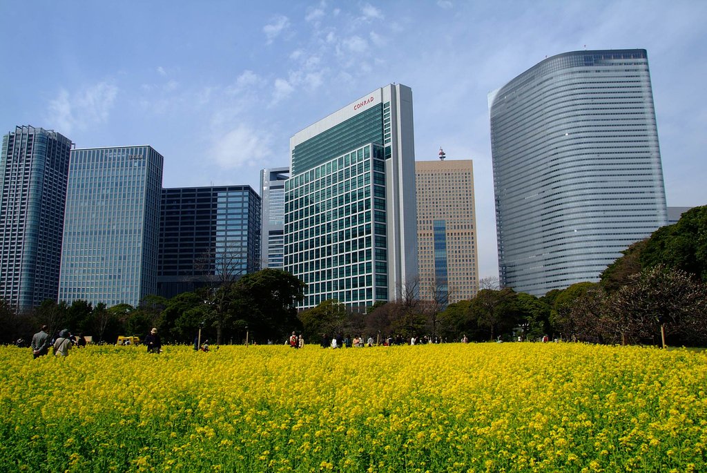 浜離宮恩賜庭園の菜の花