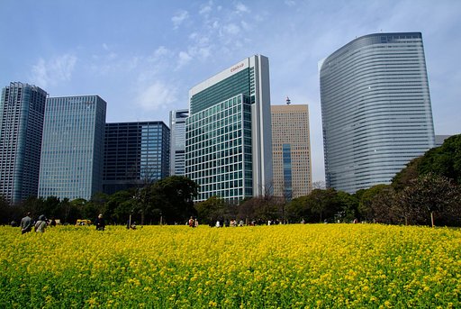 浜離宮恩賜庭園の菜の花
