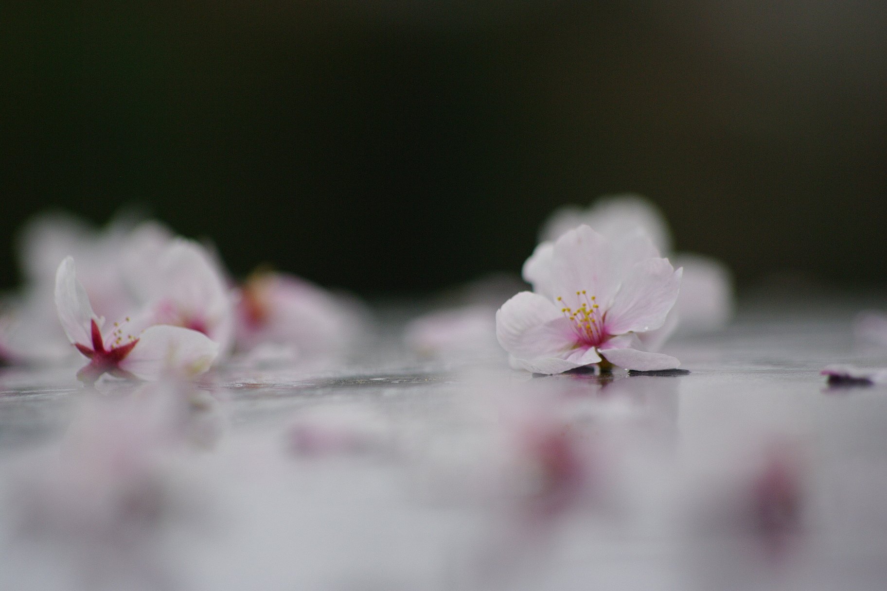 桜色