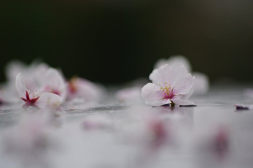 桜色