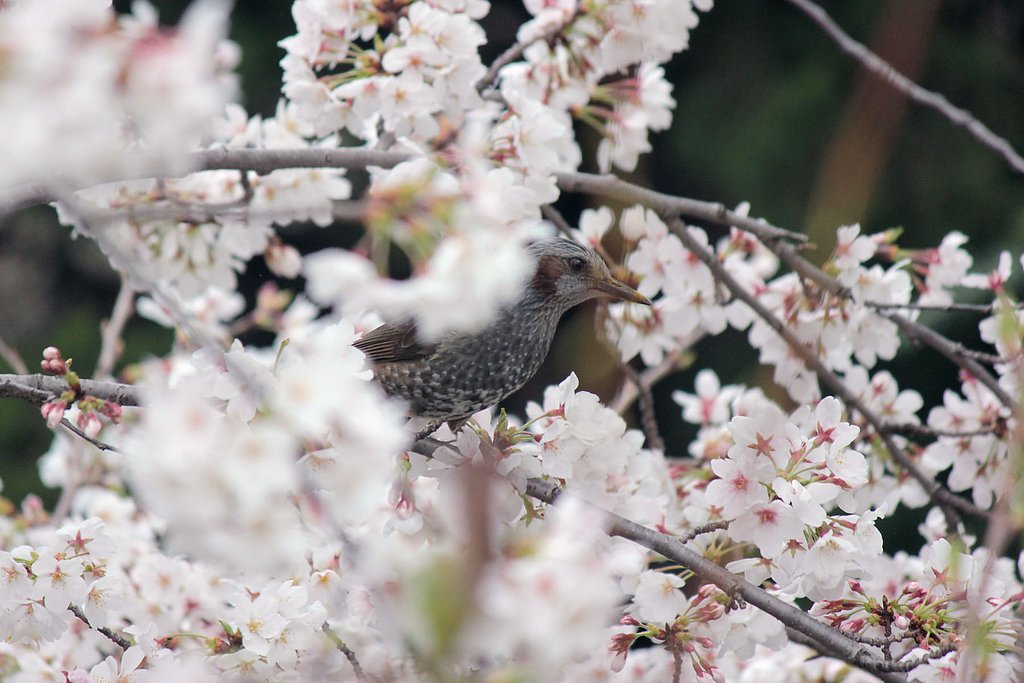 桜衣装のヒヨ