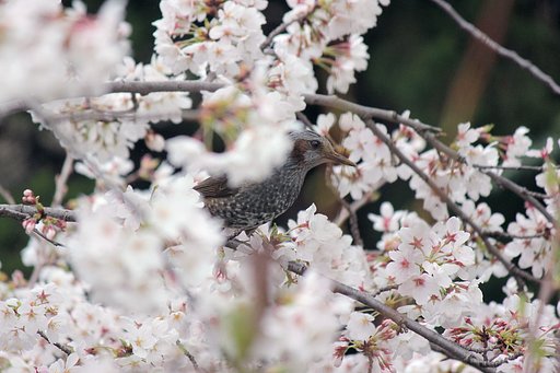 桜衣装のヒヨ
