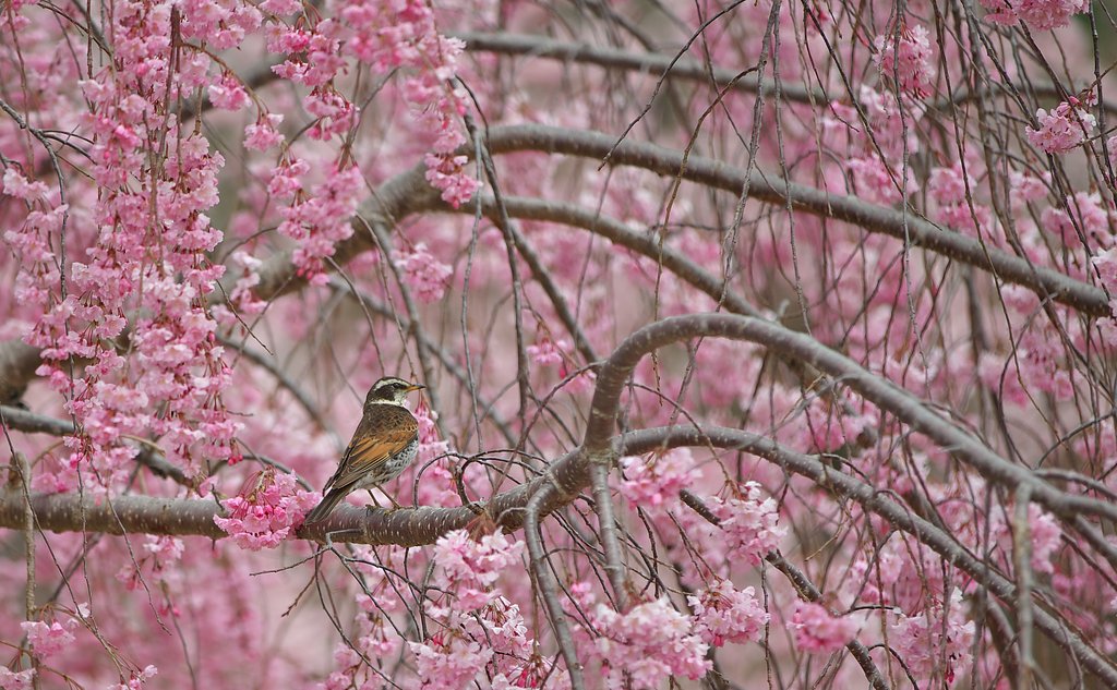 桜花爛漫