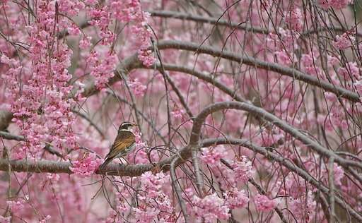 桜花爛漫