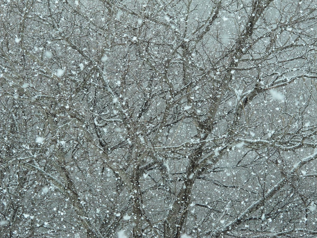 雪雪雪