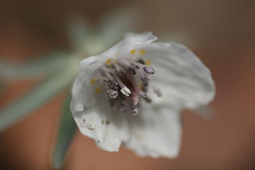 鬼も笑う節分草
