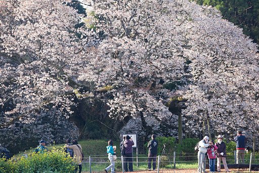 印旛吉高のオオザクラ