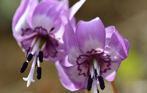 春の花