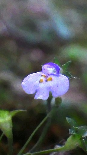 庭に極小のお花