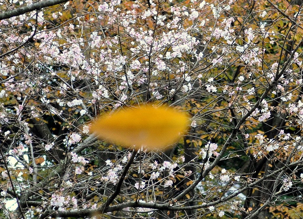 紅葉と桜