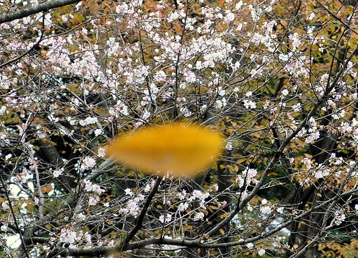 紅葉と桜