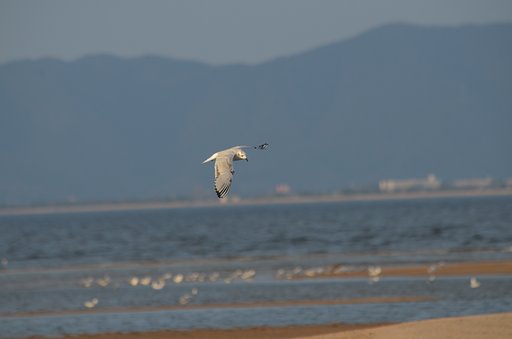 スグロカモメ