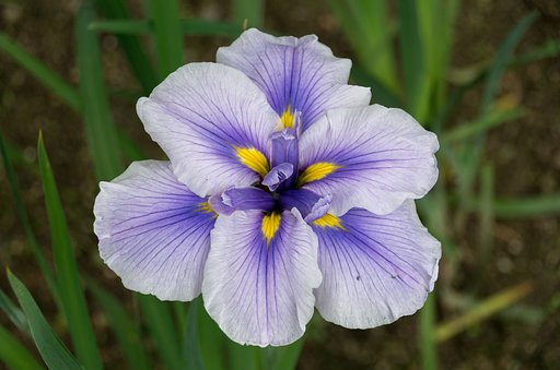 菖蒲で