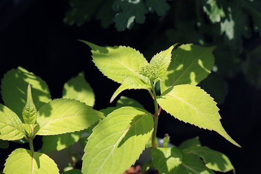 紫陽花の季節