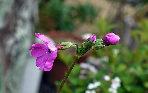 サクラソウ大須磨