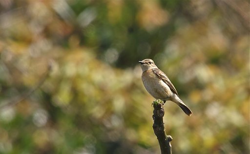 ノビタキ♀