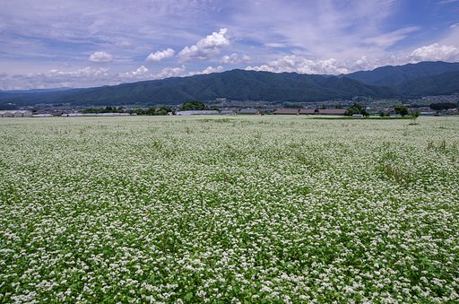 伊那谷の風景