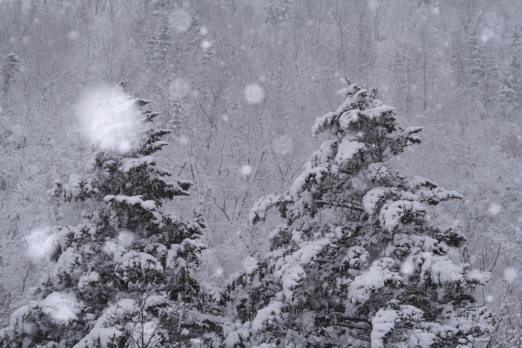 North Forest