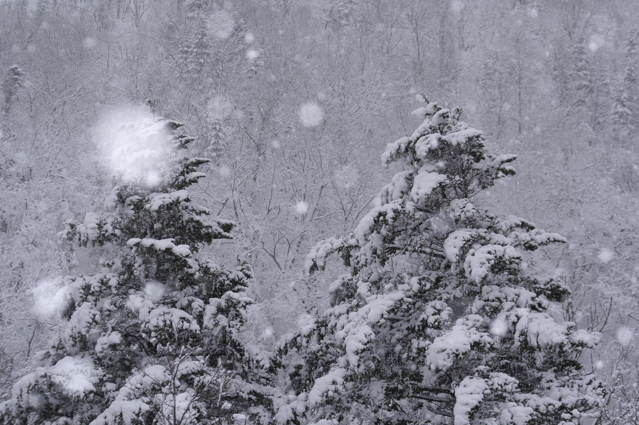 North Forest