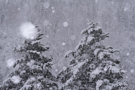 North Forest