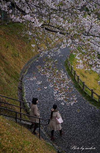 雨上がりの歩道に