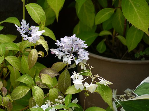 紫陽花　C