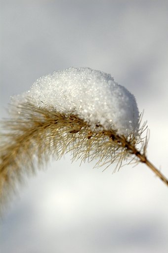 雪の重さに耐え、頑張るねこじゃらし