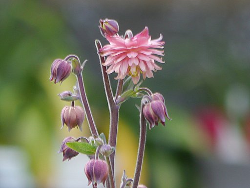 ミニダリア２