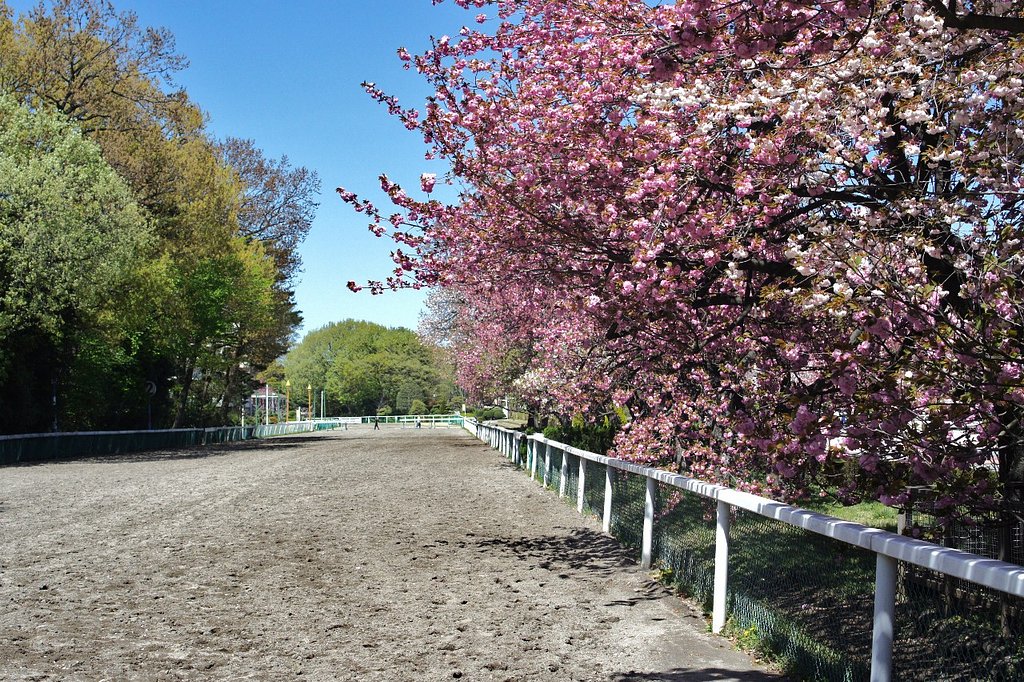 桜花賞
