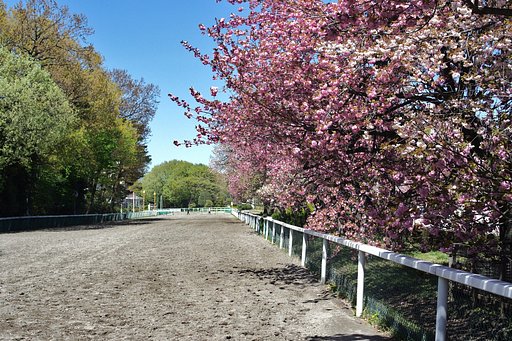 桜花賞