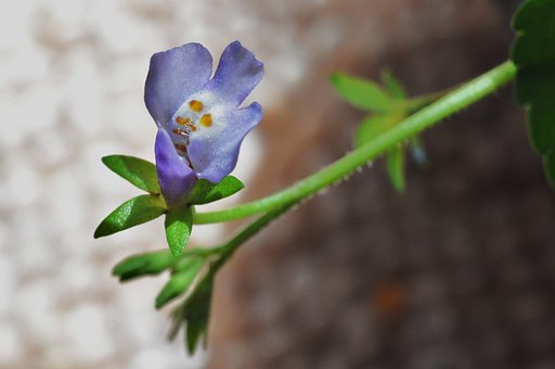 庭の野草