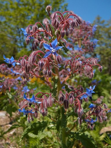 【五月】のハーブ園