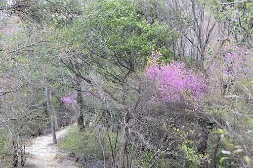 山路