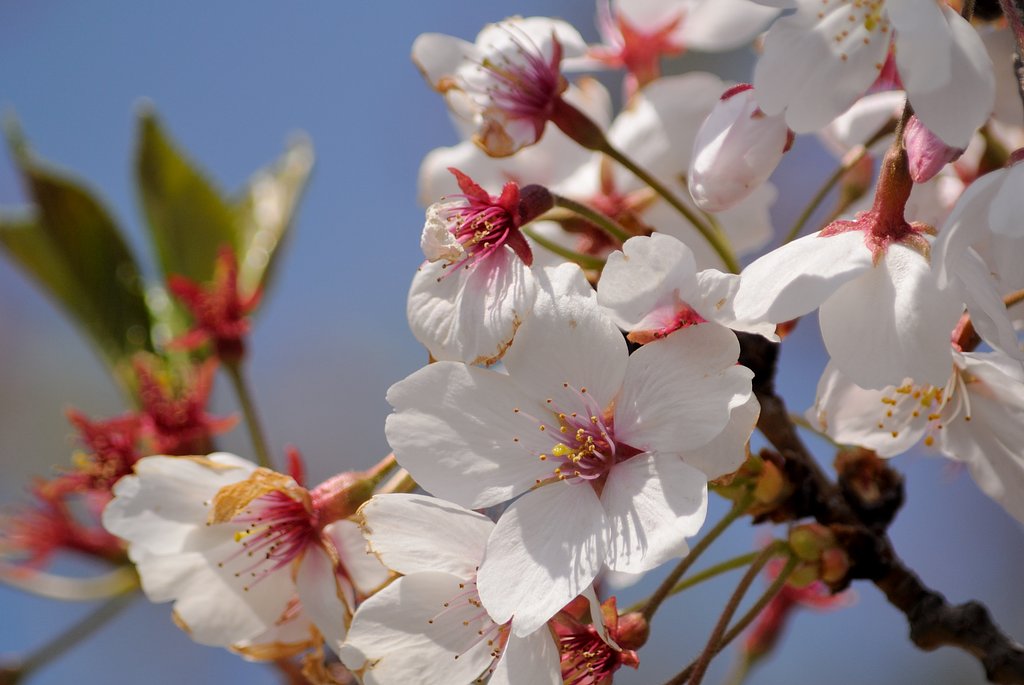 桜