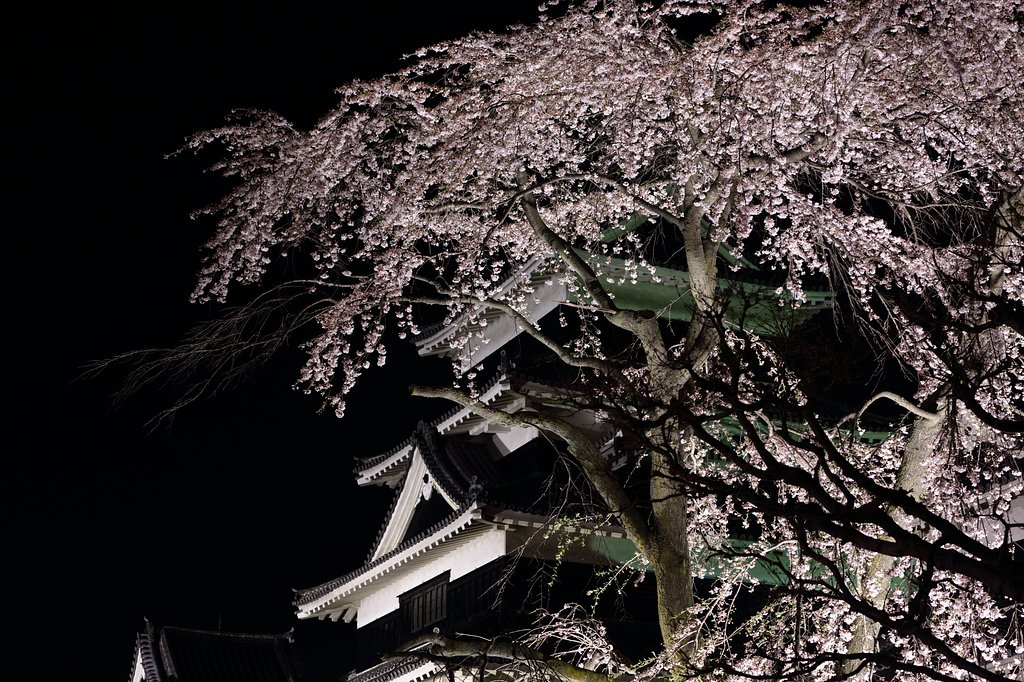 加藤清正の駒つなぎの桜