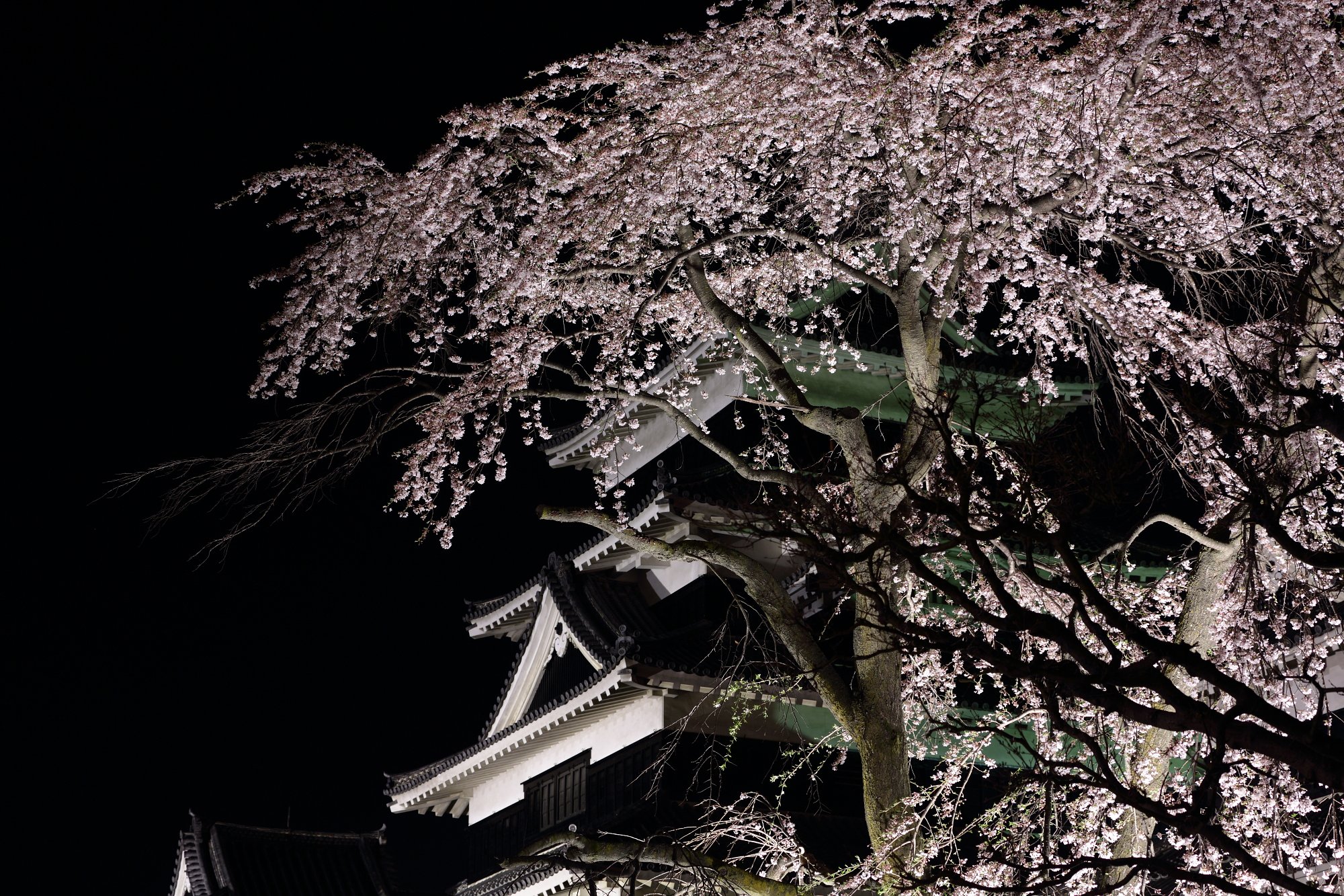 加藤清正の駒つなぎの桜